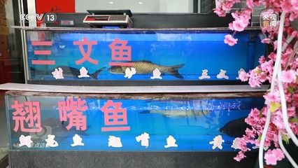 岳陽(yáng)龍魚vs祥龍魚場(chǎng)（岳陽(yáng)龍魚與祥龍魚場(chǎng)之間的差異） 全國(guó)水族館企業(yè)名錄 第2張