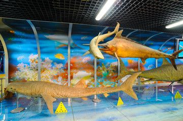 吉林水族館vs祥龍魚場（吉林水族館與祥龍魚場有什么區(qū)別？） 全國水族館企業(yè)名錄 第2張