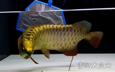 資陽龍魚vs祥龍魚場（資陽龍魚和祥龍魚場哪個好） 全國水族館企業(yè)名錄 第1張