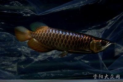 資陽龍魚vs祥龍魚場（資陽龍魚和祥龍魚場哪個好） 全國水族館企業(yè)名錄 第3張