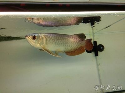 資陽龍魚vs祥龍魚場（資陽龍魚和祥龍魚場哪個好） 全國水族館企業(yè)名錄 第2張