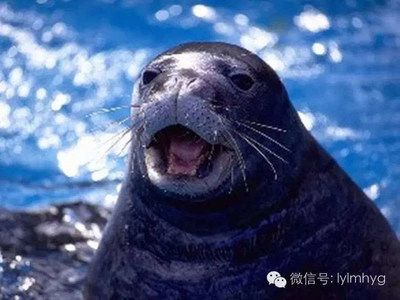 通化水族館vs祥龍魚場(chǎng)（探討通化水族館與祥龍魚場(chǎng)之間的差異，我們需要明確兩者的主要業(yè)務(wù)和特點(diǎn)）