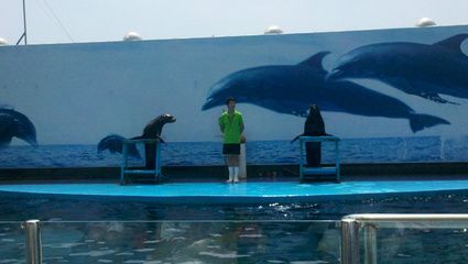 秦皇島水族館vs祥龍魚(yú)場(chǎng)（秦皇島水族館與祥龍魚(yú)場(chǎng)的區(qū)別） 全國(guó)水族館企業(yè)名錄 第5張