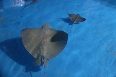 煙臺水族館vs祥龍魚場（煙臺水族館與祥龍魚場） 全國水族館企業(yè)名錄 第2張