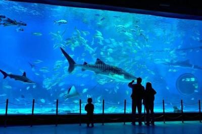 煙臺水族館vs祥龍魚場（煙臺水族館與祥龍魚場） 全國水族館企業(yè)名錄 第1張