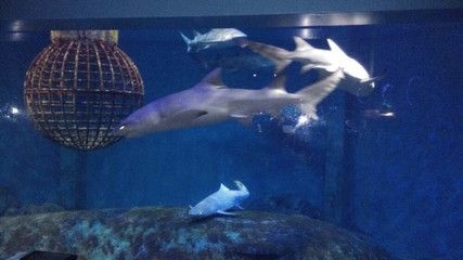 煙臺水族館vs祥龍魚場（煙臺水族館與祥龍魚場） 全國水族館企業(yè)名錄 第4張