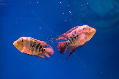 宿遷水族館vs祥龍魚場(chǎng)（宿遷水族館和祥龍魚場(chǎng)哪個(gè)好） 全國(guó)水族館企業(yè)名錄 第1張