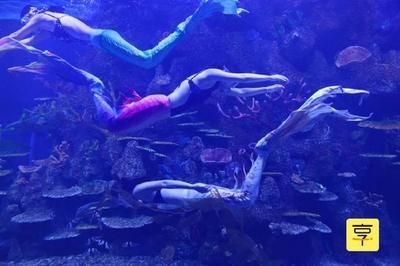 溫州水族館vs祥龍魚場（探討溫州水族館與祥龍魚場之間的差異之前，我們需要明確基本信息） 全國水族館企業(yè)名錄 第1張