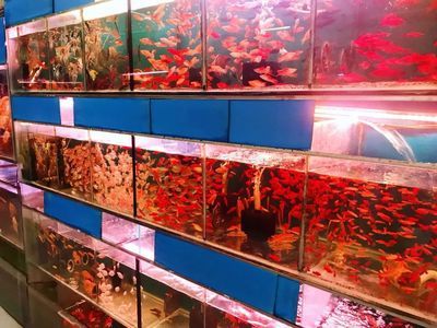 郴州水族館vs祥龍魚場（郴州水族館與祥龍魚場之間的區(qū)別之前，我們需要明確兩者的基本概念和功能） 全國水族館企業(yè)名錄 第2張