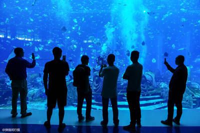 來賓水族館vs祥龍魚場（來賓水族館與祥龍魚場的區(qū)別） 全國水族館企業(yè)名錄 第4張