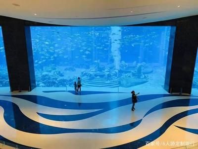 來賓水族館vs祥龍魚場（來賓水族館與祥龍魚場的區(qū)別） 全國水族館企業(yè)名錄 第2張