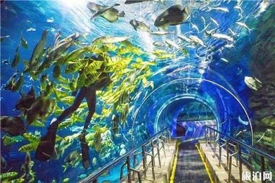 嘉興水族館vs祥龍魚場(chǎng)（嘉興并沒有水族館，祥龍魚場(chǎng)是一家專業(yè)的龍魚養(yǎng)殖和銷售企業(yè)） 全國(guó)水族館企業(yè)名錄 第3張