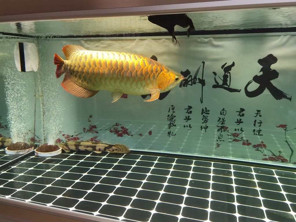 （五子登科評(píng)論：金龍很霸氣,緣木襯魚很霸氣） 觀賞魚論壇