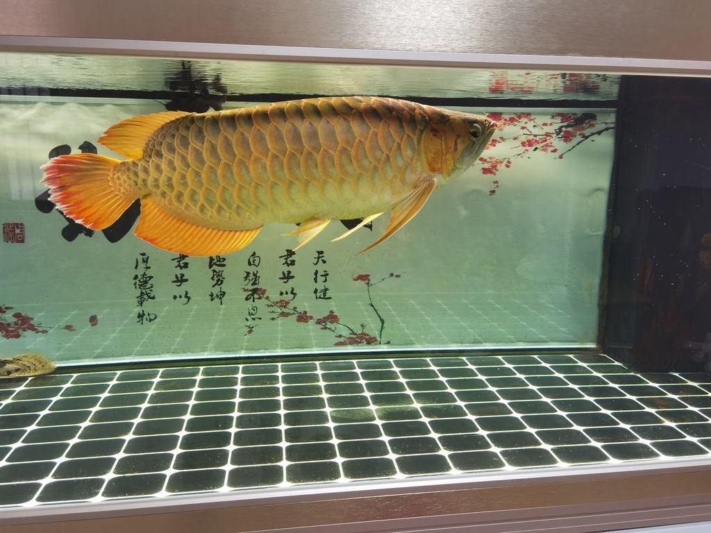 （707882582評論） 觀賞魚論壇