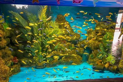 韶關(guān)水族館vs祥龍魚場（探討韶關(guān)水族館與祥龍魚場之間的差異之前需要明確兩者的基本信息） 全國水族館企業(yè)名錄 第1張