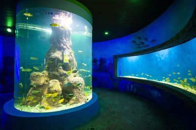 韶關(guān)水族館vs祥龍魚場（探討韶關(guān)水族館與祥龍魚場之間的差異之前需要明確兩者的基本信息） 全國水族館企業(yè)名錄 第3張