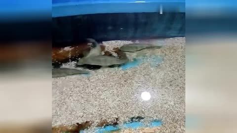 臨汾水族館vs祥龍魚場（臨汾水族館與祥龍魚場各有特色） 全國水族館企業(yè)名錄 第5張