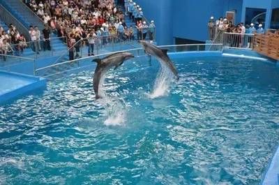 攀枝花水族館vs祥龍魚場（攀枝花水族館位于四川省攀枝花市） 全國水族館企業(yè)名錄 第3張