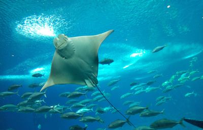 攀枝花水族館vs祥龍魚場（攀枝花水族館位于四川省攀枝花市） 全國水族館企業(yè)名錄 第4張