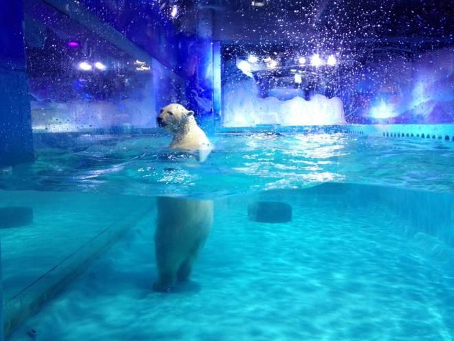 玉林水族館vs祥龍魚場(chǎng)（玉林水族館與祥龍魚場(chǎng)各有特色） 全國水族館企業(yè)名錄 第2張