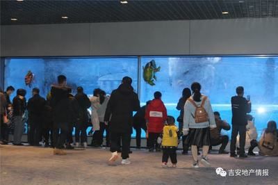 吉安水族館vs祥龍魚場(chǎng)（吉安水族館與祥龍魚場(chǎng)之間的差異之前，我們需要明確基本信息和特點(diǎn)） 全國(guó)水族館企業(yè)名錄 第4張