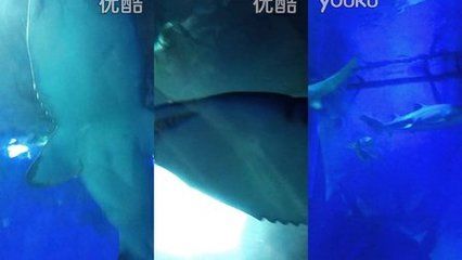 阜新水族館vs祥龍魚場（阜新市沒有自己的海洋館，需要前往其他城市如撫順、營口或大連等地） 全國水族館企業(yè)名錄 第5張