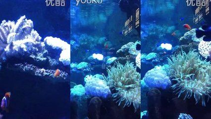 阜新水族館vs祥龍魚場（阜新市沒有自己的海洋館，需要前往其他城市如撫順、營口或大連等地） 全國水族館企業(yè)名錄 第3張