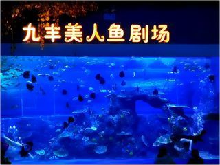 銅仁水族館vs祥龍魚場（貴州銅仁水族館和祥龍魚場在性質(zhì)和目標(biāo)上有所不同） 全國水族館企業(yè)名錄 第3張