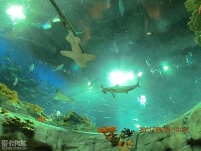 大慶水族館vs祥龍魚場（大慶水族館和祥龍魚場是與水族相關(guān)的場所，但它們之間存在顯著的區(qū)別） 全國水族館企業(yè)名錄 第2張