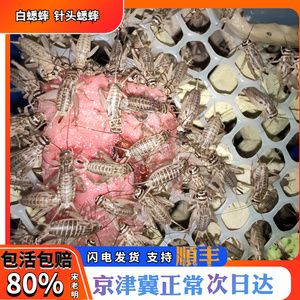 北京龍魚vs祥龍魚場（北京龍魚與祥龍魚場之間的區(qū)別） 全國水族館企業(yè)名錄 第5張