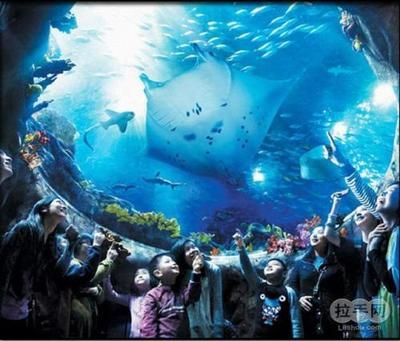 寧德水族館vs祥龍魚場（寧德水族館與祥龍魚場之間的差異之前，我們需要明確基本信息）