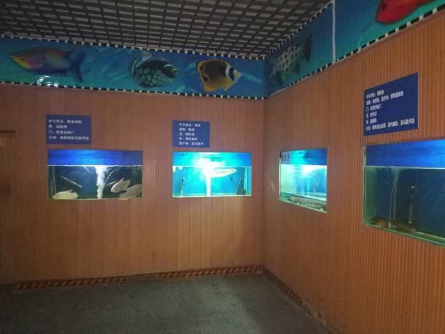 寶雞水族館vs祥龍魚場（寶雞水族館與祥龍魚場各有側(cè)重） 全國水族館企業(yè)名錄 第2張