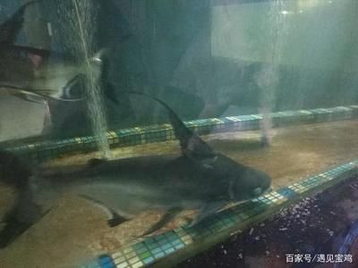 寶雞水族館vs祥龍魚場（寶雞水族館與祥龍魚場各有側(cè)重） 全國水族館企業(yè)名錄 第5張