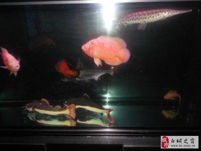 白城龍魚vs祥龍魚場(chǎng)（探討白城龍魚與祥龍魚場(chǎng)的差異之前，我們需要明確兩者所指的內(nèi)容） 全國(guó)水族館企業(yè)名錄 第1張