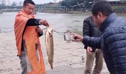 欽州龍魚vs祥龍魚場（欽州龍魚專賣店與祥龍魚場的區(qū)別） 全國水族館企業(yè)名錄 第2張