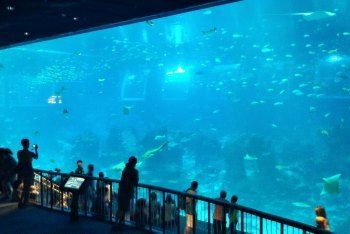 澳門水族館vs祥龍魚場（澳門水族館和祥龍魚場各自在自己的領域內(nèi)有著顯著的特點和優(yōu)勢） 全國水族館企業(yè)名錄 第1張