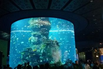 澳門水族館vs祥龍魚場（澳門水族館和祥龍魚場各自在自己的領域內(nèi)有著顯著的特點和優(yōu)勢） 全國水族館企業(yè)名錄 第2張