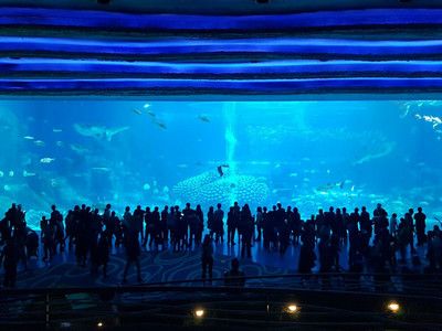 澳門水族館vs祥龍魚場（澳門水族館和祥龍魚場各自在自己的領域內(nèi)有著顯著的特點和優(yōu)勢） 全國水族館企業(yè)名錄 第3張