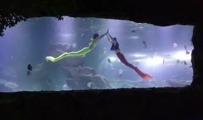 宜賓水族館vs祥龍魚場（宜賓水族館和祥龍魚場） 全國水族館企業(yè)名錄 第1張