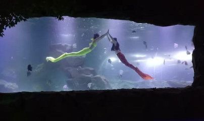 宜賓水族館vs祥龍魚場（宜賓水族館和祥龍魚場） 全國水族館企業(yè)名錄 第2張