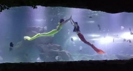 宜賓水族館vs祥龍魚場（宜賓水族館和祥龍魚場） 全國水族館企業(yè)名錄 第5張