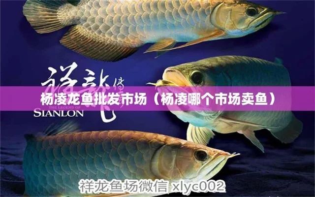 楊凌龍魚祥龍魚場(chǎng) 全國水族館企業(yè)名錄 第2張