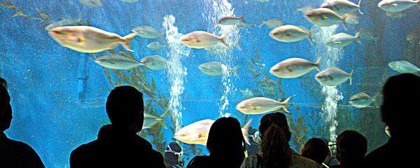 云浮水族館vs祥龍魚場（云浮水族館和祥龍魚場各有特點） 全國水族館企業(yè)名錄 第3張