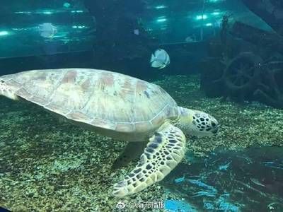 廣安水族館vs祥龍魚場（廣安水族館與祥龍魚場之間的差異之前，我們需要明確基本信息） 全國水族館企業(yè)名錄 第3張