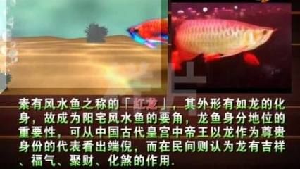 這條年輕（這條年輕,喜歡魚的人評論:打卡） 觀賞魚論壇 第2張