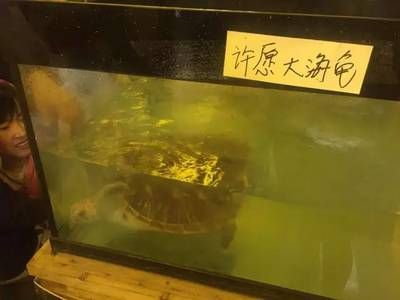 衡水水族館vs祥龍魚場（衡水市有哪些水族館？） 全國水族館企業(yè)名錄 第3張