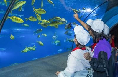 和田水族館vs祥龍魚場（和田水族館與祥龍魚場之間的差異之前，我們需要明確兩者的業(yè)務(wù)和特點(diǎn)） 全國水族館企業(yè)名錄 第1張