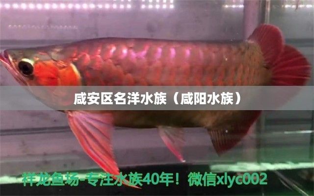 咸陽水族館vs祥龍魚場（咸陽水族館與祥龍魚場之間的差異之前，我們需要明確兩者的主要業(yè)務和特點） 全國水族館企業(yè)名錄 第5張