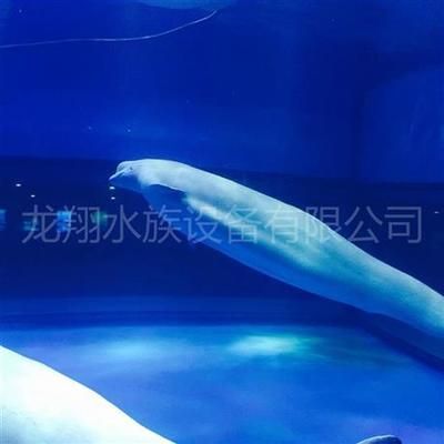 東莞水族館vs祥龍魚場(chǎng)（東莞水族館與祥龍魚場(chǎng)之間的區(qū)別）