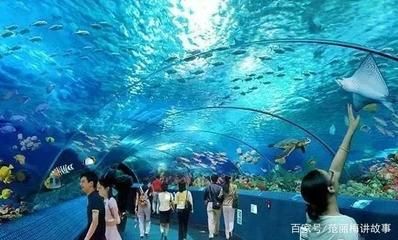 株洲水族館vs祥龍魚場(chǎng)（株洲水族館與祥龍魚場(chǎng)各有側(cè)重） 全國(guó)水族館企業(yè)名錄 第5張